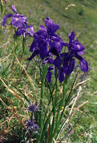 Iris latifolia